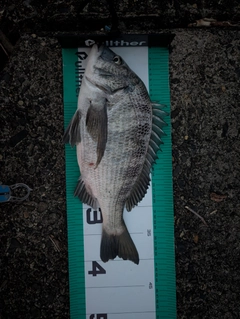 クロダイの釣果