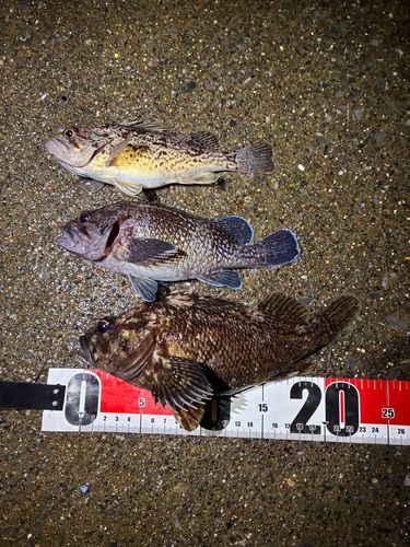 オウゴンムラソイの釣果
