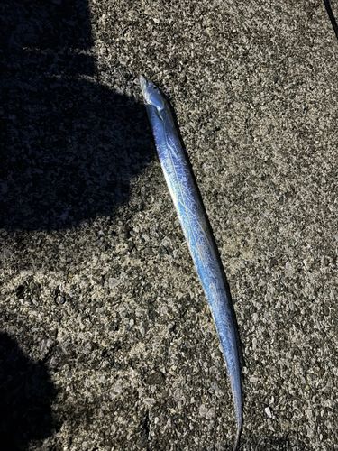 タチウオの釣果
