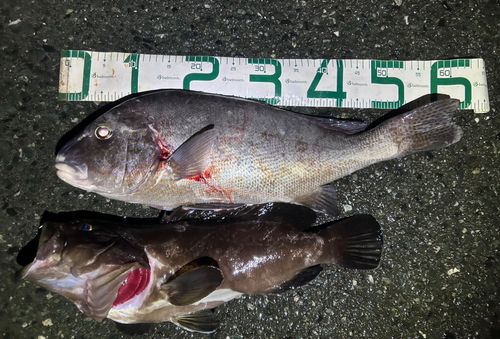 コロダイの釣果