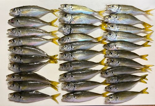 マアジの釣果
