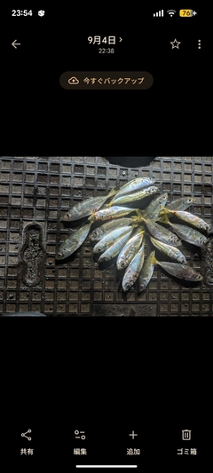 マアジの釣果