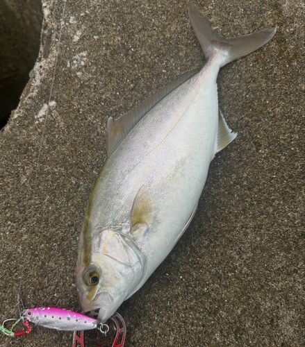 ショゴの釣果