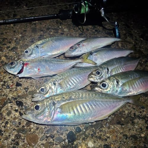 アジの釣果