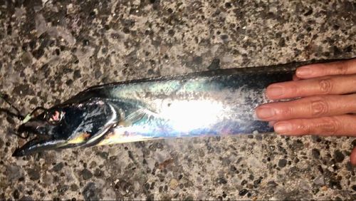 タチウオの釣果