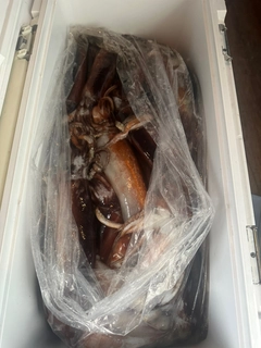スルメイカの釣果
