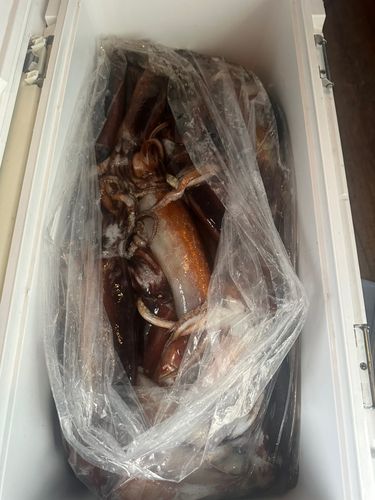 スルメイカの釣果