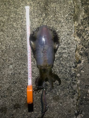 アオリイカの釣果