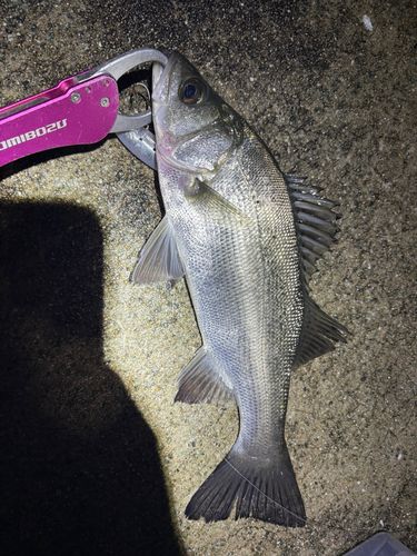 スズキの釣果