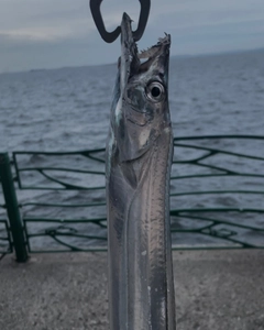 タチウオの釣果