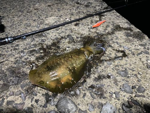 アオリイカの釣果