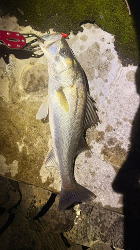 シーバスの釣果
