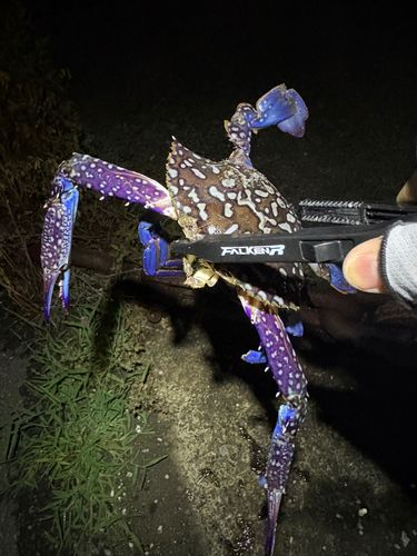 ガザミの釣果
