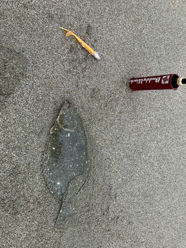 ソゲの釣果