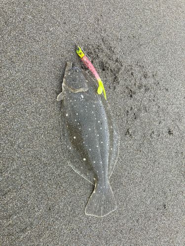 ソゲの釣果