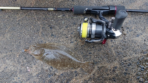 ヒラメの釣果