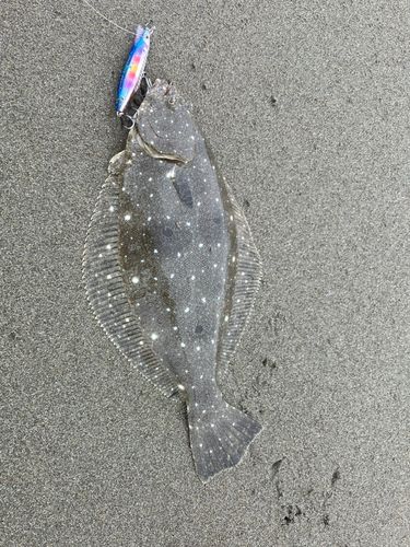 ソゲの釣果
