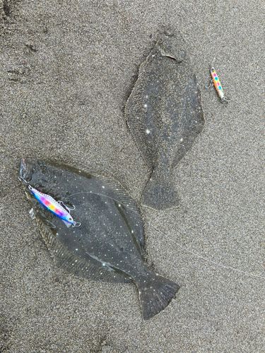 ソゲの釣果