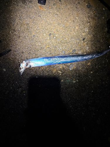 タチウオの釣果