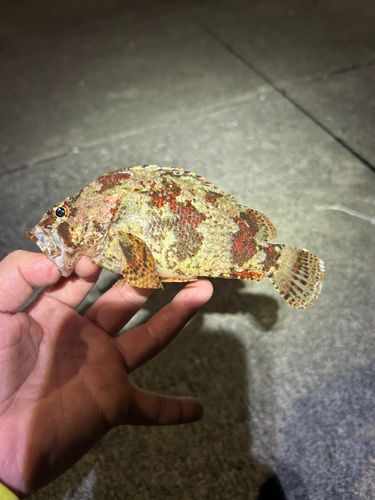 ヨロイメバルの釣果