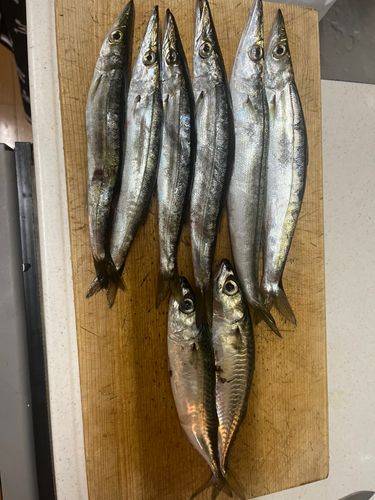 カマスの釣果