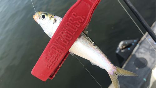 サッパの釣果