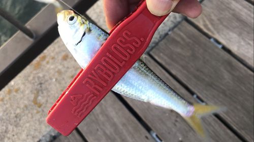サッパの釣果