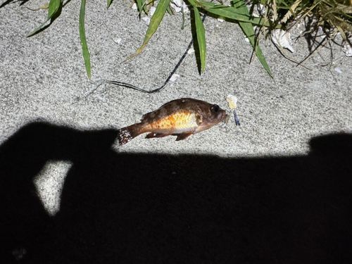 メバルの釣果