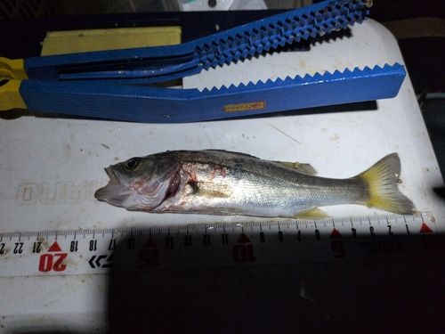 セイゴ（マルスズキ）の釣果