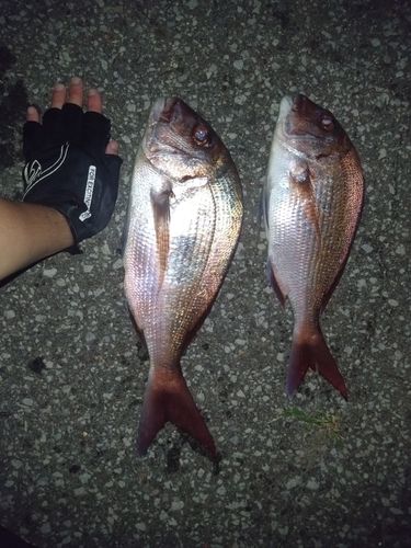 マダイの釣果
