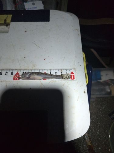 マハゼの釣果