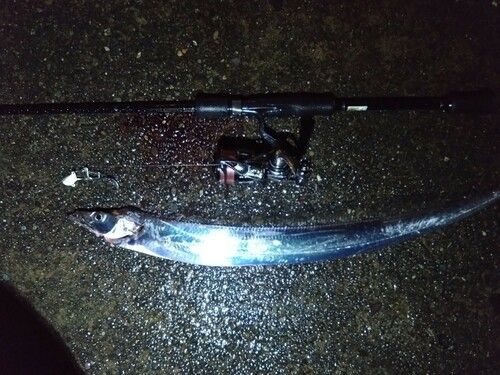 タチウオの釣果