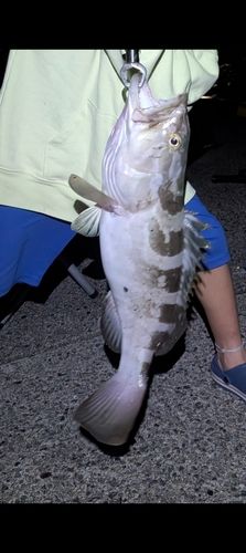 クエの釣果