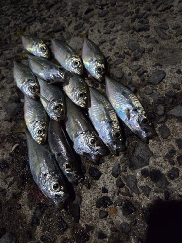 アジの釣果