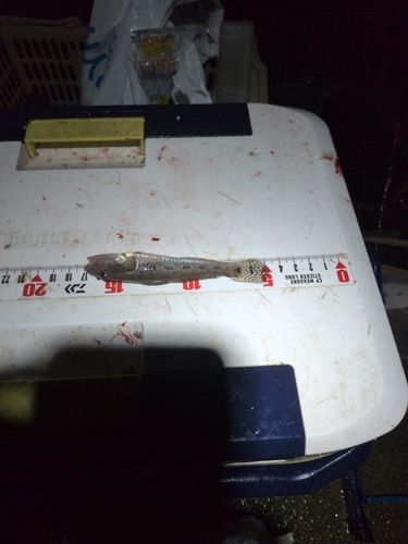マハゼの釣果