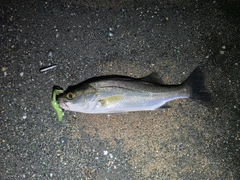 セイゴ（マルスズキ）の釣果