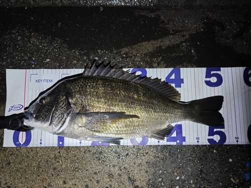 クロダイの釣果