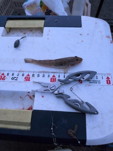 マハゼの釣果