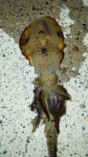 アオリイカの釣果