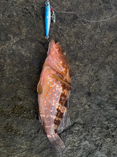 キジハタの釣果