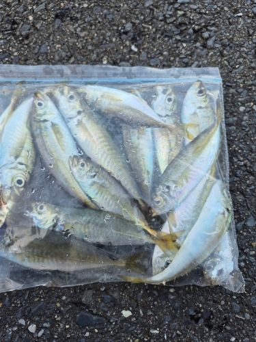 アジの釣果