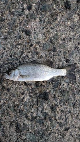 セイゴ（ヒラスズキ）の釣果