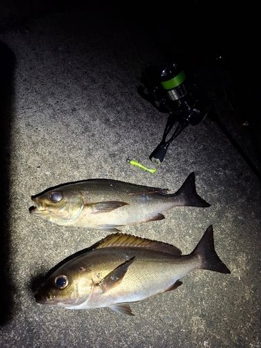 イサキの釣果