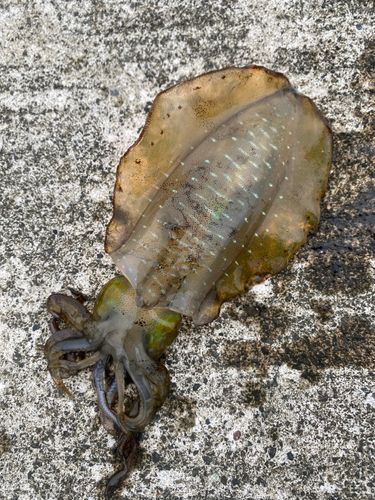 アオリイカの釣果