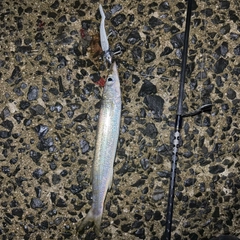 アカカマスの釣果