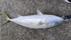 ワラサの釣果