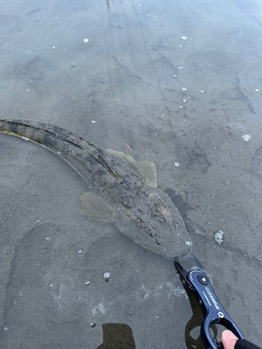 マゴチの釣果