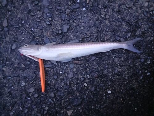 エソの釣果