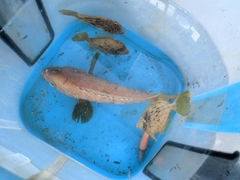 カワハギの釣果