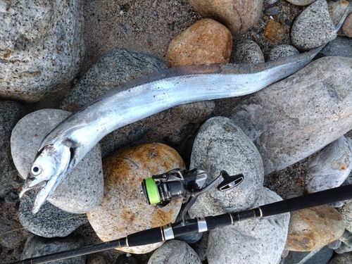 タチウオの釣果